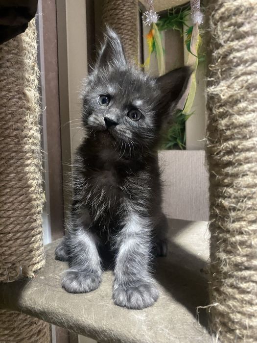 Котята мейн кун из питомника