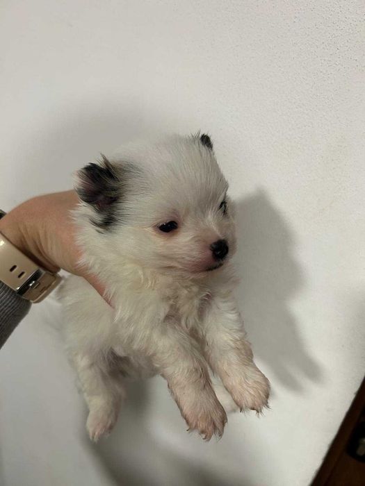 Мини шпиц Померан