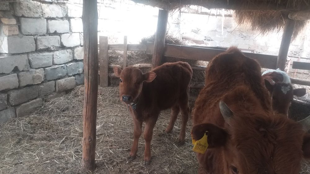 Продам телят 3 месяца