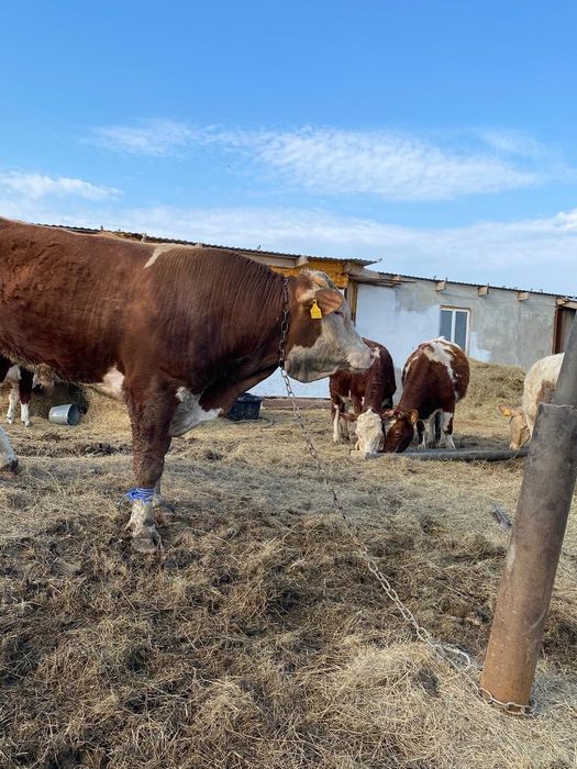 Продам Быка на мясо или племя