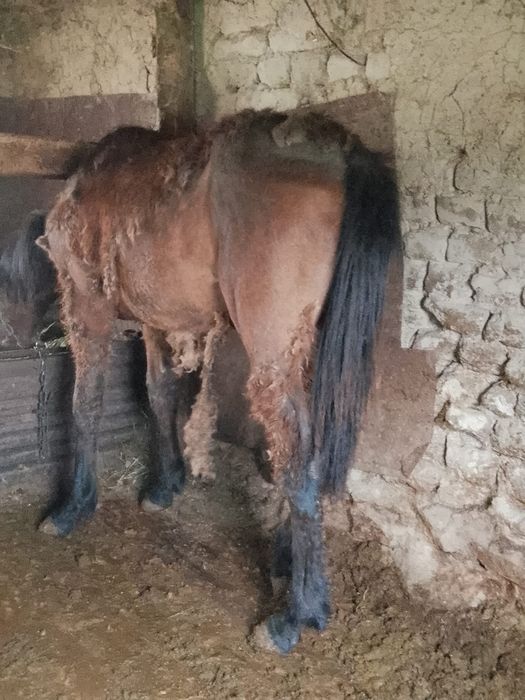 Продам жеребенка