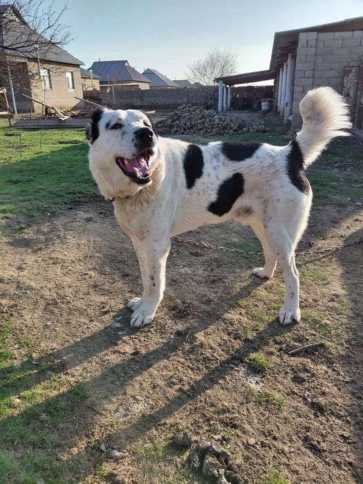 Алабайчик собака