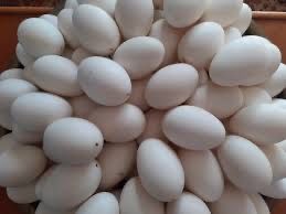 Vand oua de rata Pekin , am si 5 rate de vandut