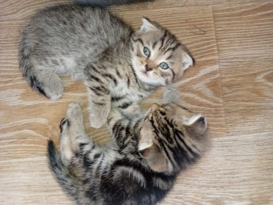 Продам вислоухих котят
