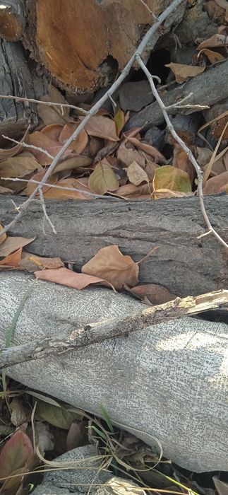 Продаю дрова и ветки от фруктовых деревьев