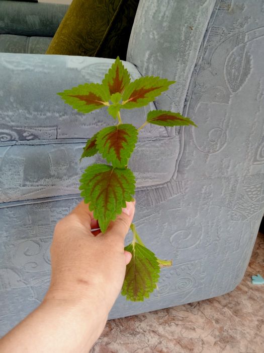 Продам колеус по 500 тенге