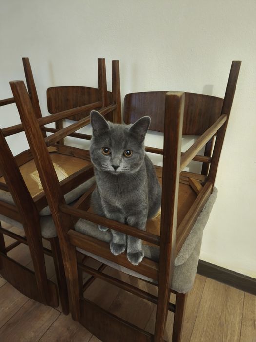 Ищем невесту красавцу