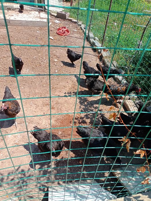 Продам цыплят разных пород