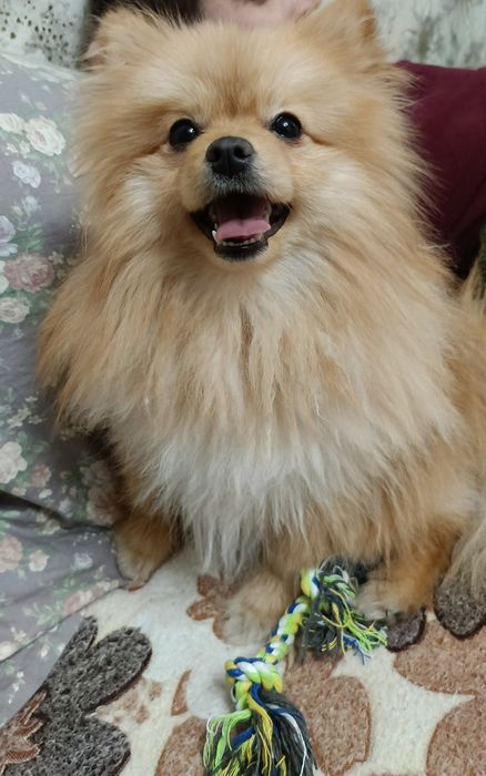 Померанский  шпиц ищет невесту