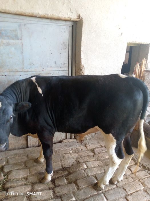 Zottor buqa sotiladi