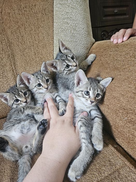 Хонаки мушуклар хадяга берилади