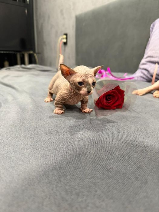 Сфинксы бамбино и двэльф