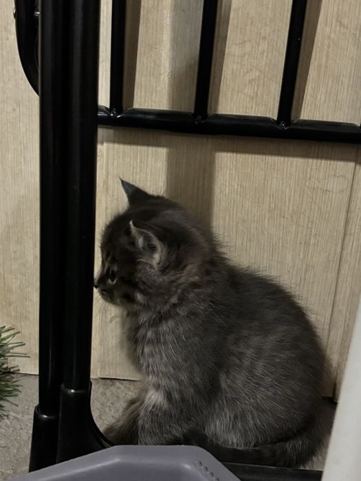 Милые котята ищут свой дом