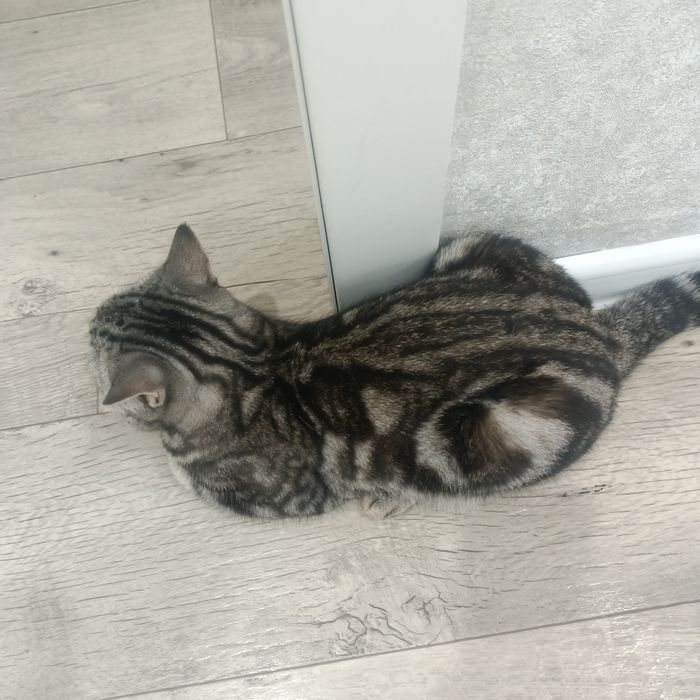 Отдам кошку в добрые руки