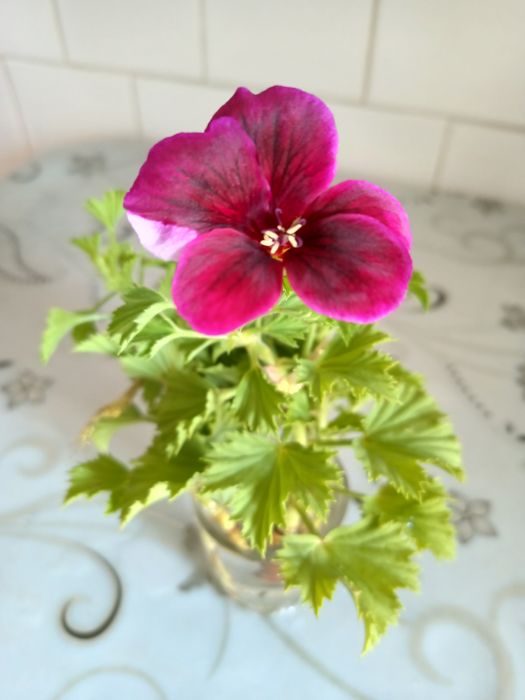 Продам отростки королевской герани