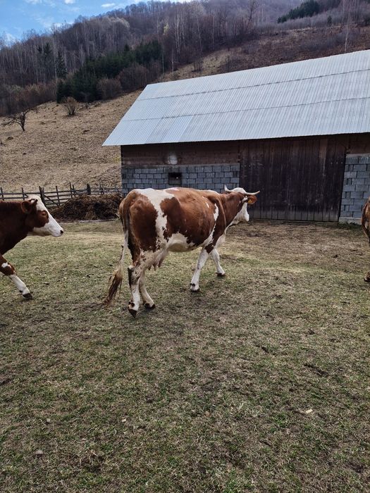 Se vinde vaca  Baltata Românească