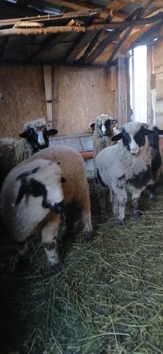 Oi tinere  de vânzare  mioare