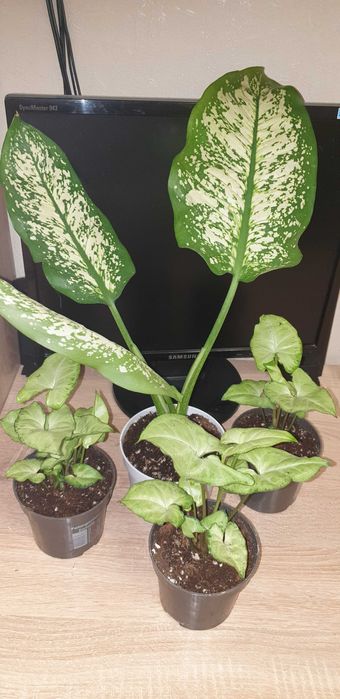 Домашние растения