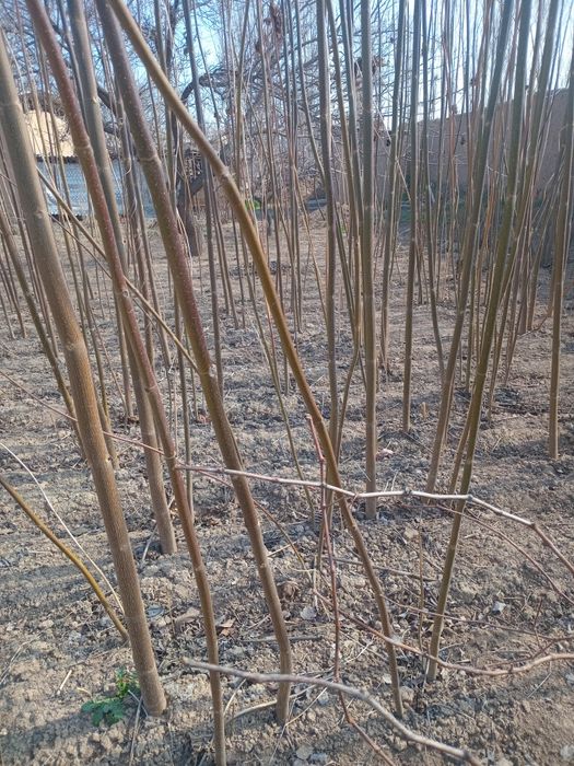 Pavloniya kochatlari sotiladi ishonchli 15 ming somdan eng yaxshi navi