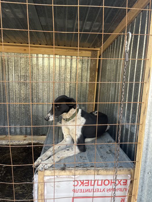 Грейхортый 1,2 года продается