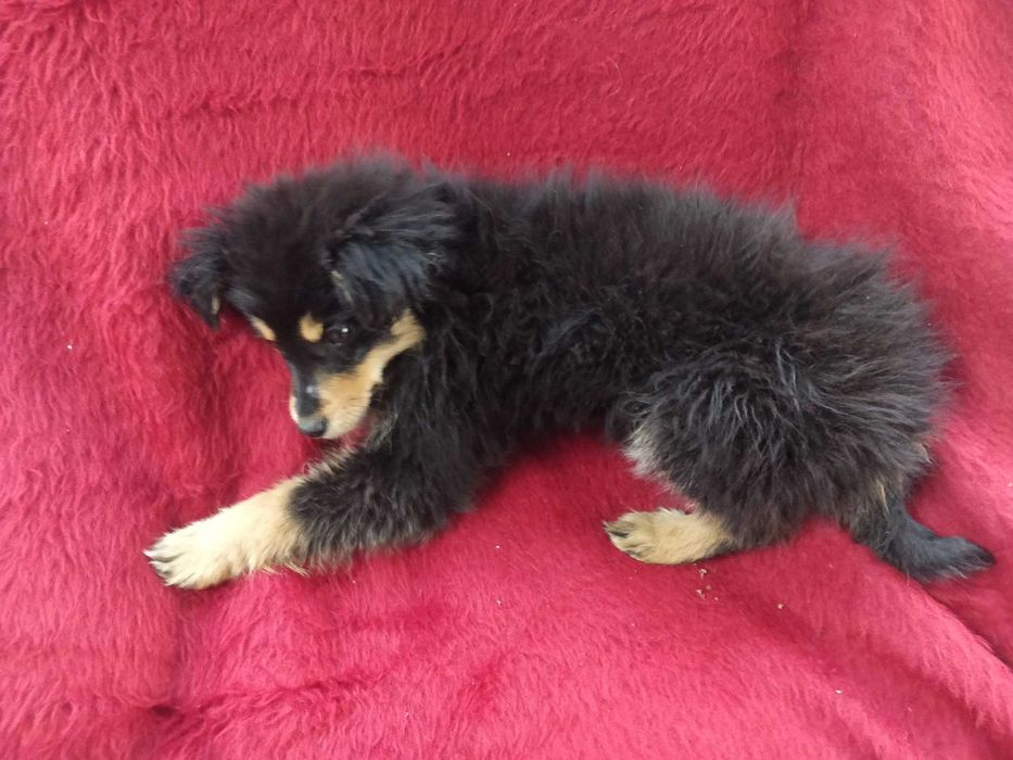 Малка безпомощна сладка душица, спасена от улицата и търси дом