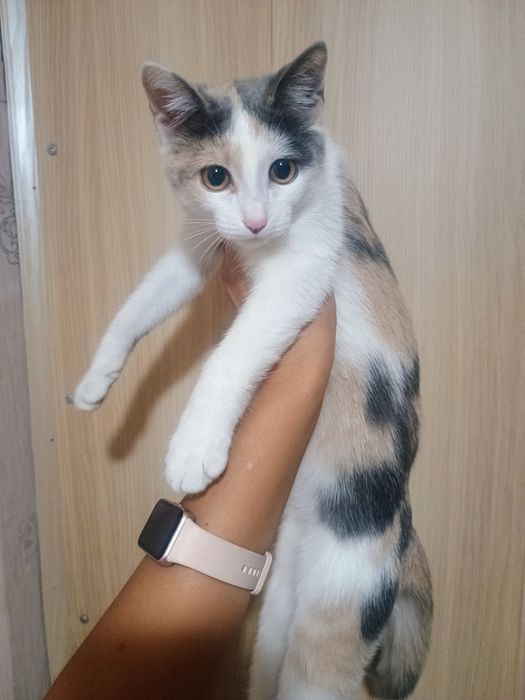 Отдам в добрые руки котенка ( подростка)