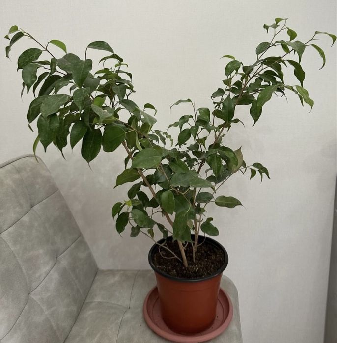 Домашные цветы от 3000 тг