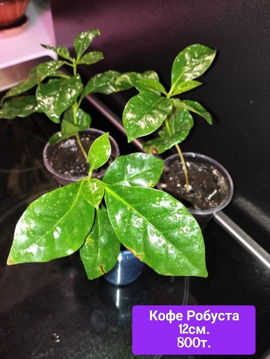 Продам цветы с хорошей корневой.