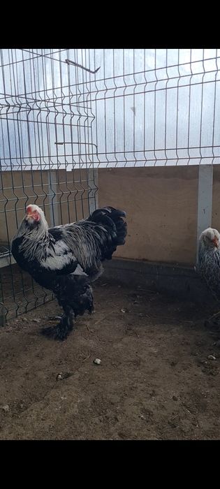 Familie brahma herminat inchis