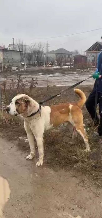 Молодой помес ит сатылады линиясы барр