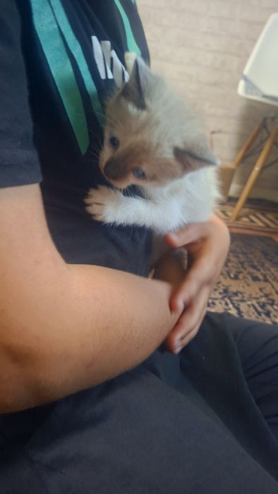 Отдам котят мальчик и девочка