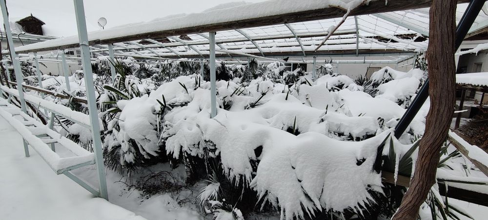 Palma (трйох корпус) qishda sovuq urmaydigan sort. Sotiladi