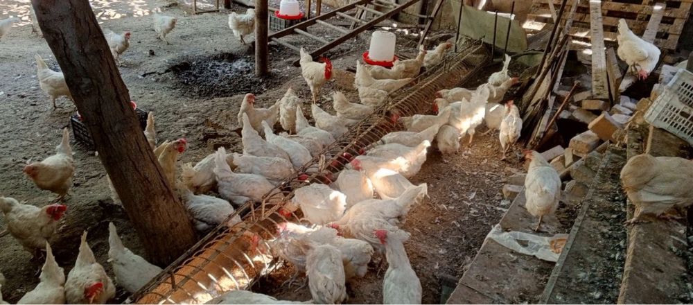 Продается куры мне сучки