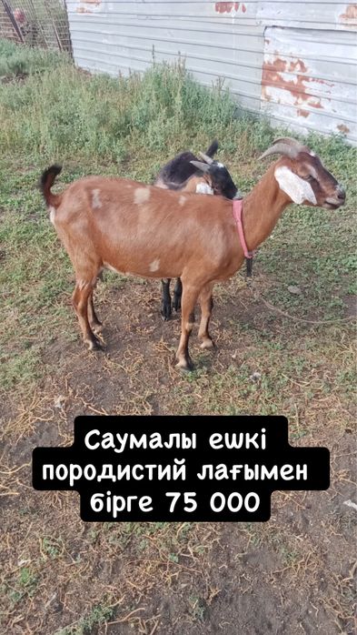 Ешкілер сатылады