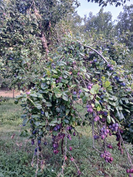 Prune anaspet si arjan