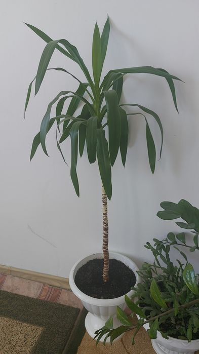 Адеми уй гуллери