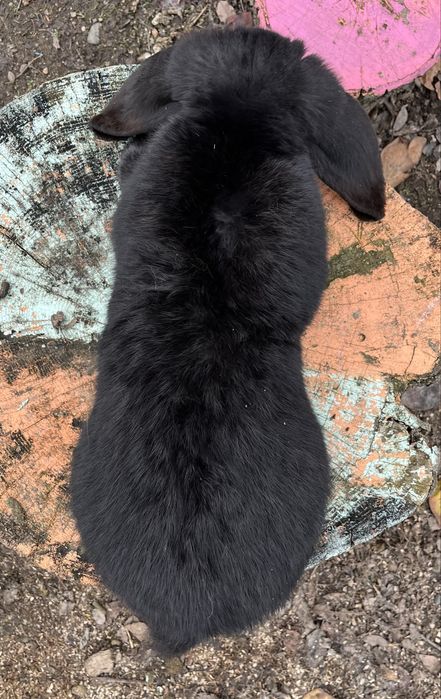 Iepuri berbec german