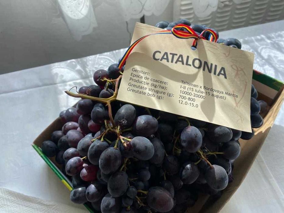 Struguri de masa cu bob mare calitatea 1 albi/rosii