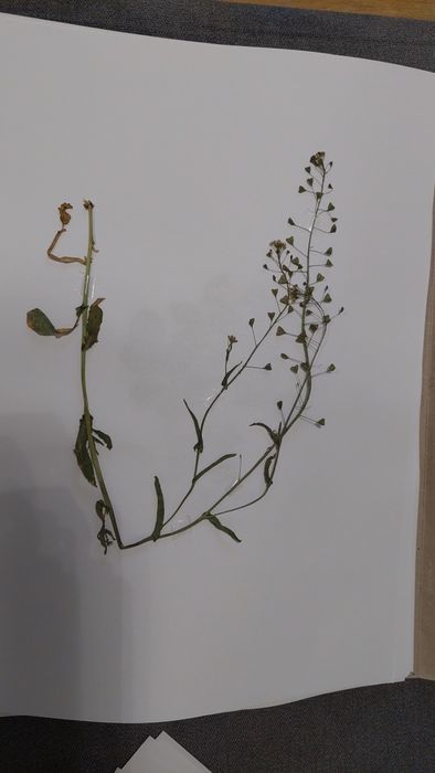 Ierbar/herbar - plante fixate pe coli A3