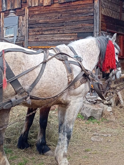 Vând cal de 8 ani garantat de tras