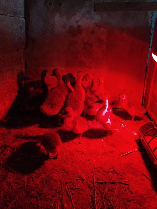 Продаем гусят 15 штук