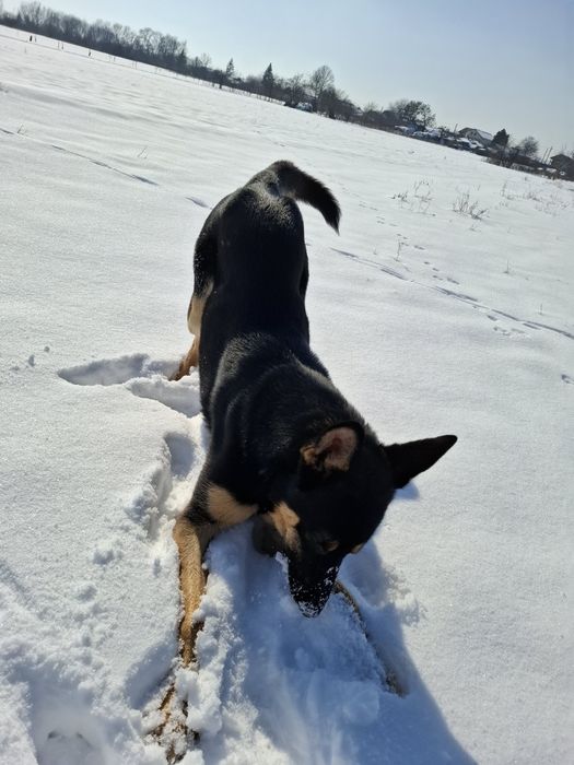 Dresaj caini la domiciliu