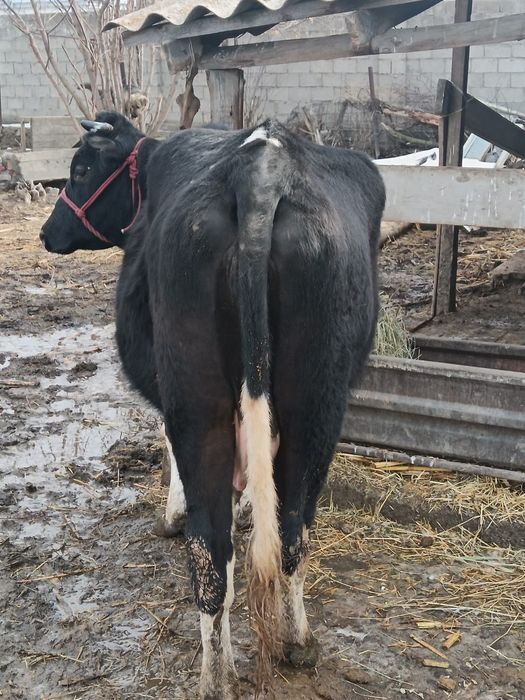 Бузаулы сиыр сатылады