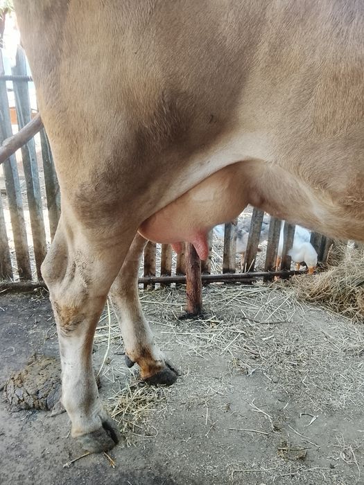 Vaca buna de vânzare