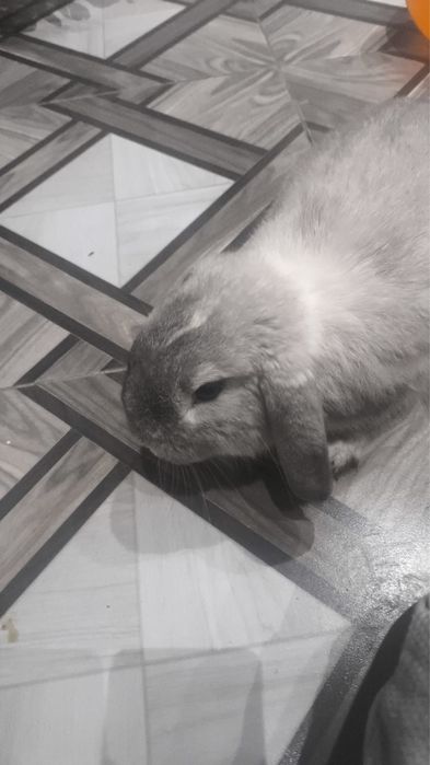 Кролик вислоухий