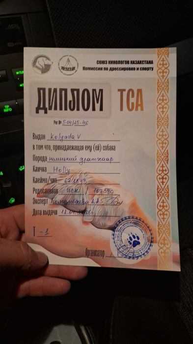 В продаже Дратхаар сука