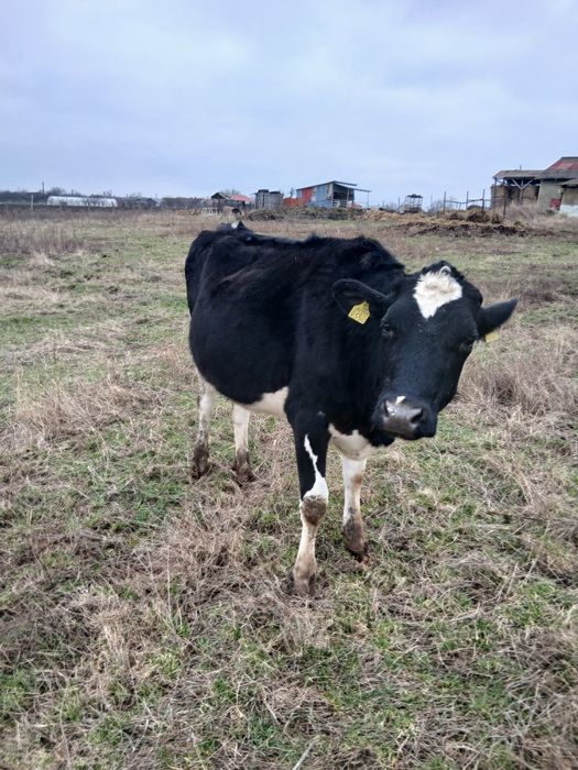 Vând doua juninci gestante 16.000 lei