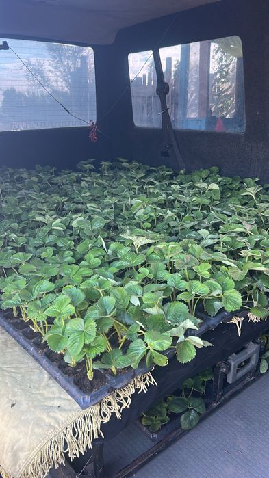 Рассада клубники