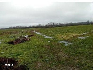 Teren extravilan Harsesti,  ID: R2922273