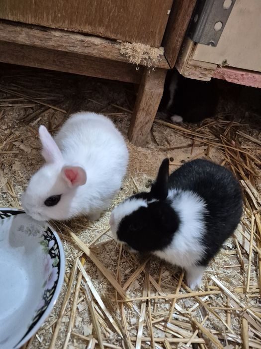 Карликовый кролики